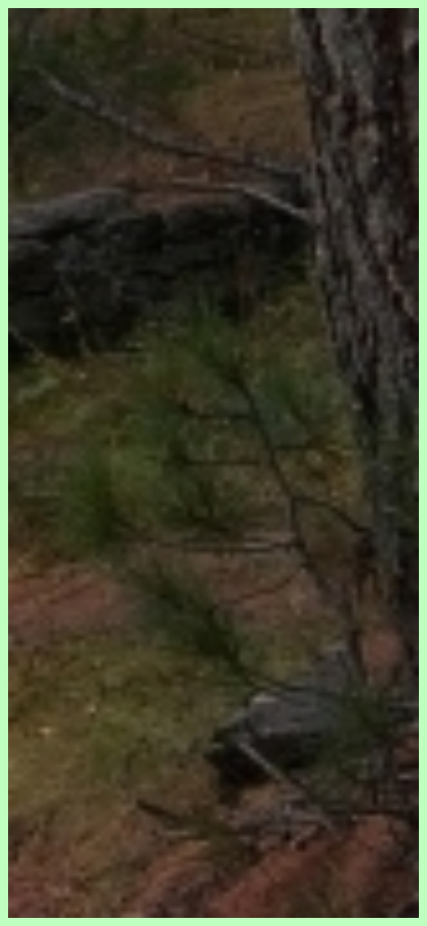 Mysterious Appearance