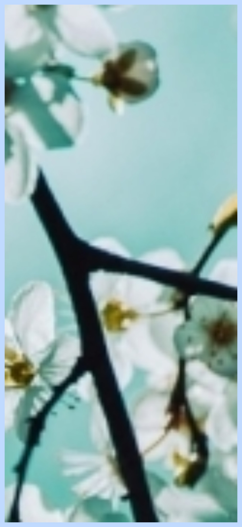 Impressive Appearance