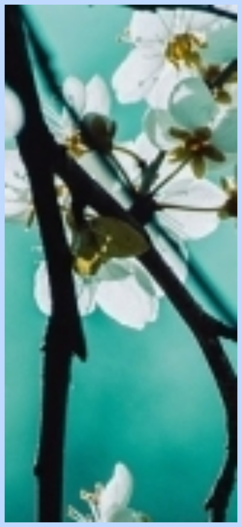 Mysterious Appearance